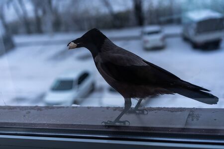 Crow eating outside the window in winterÑCrow eating outside the window in winterの写真素材