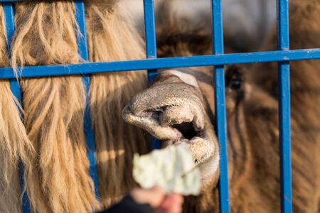 Camel opened his mouth for food.Camel opened his mouth for foodの写真素材