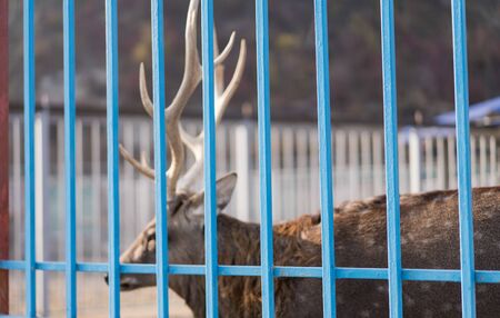 Zoo cage behind which is a deer.Zoo cage behind which is a deerの写真素材