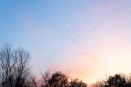 Purple sky at sunset and a flock of birds.Purple sky at sunset and a flock of birdsの写真素材