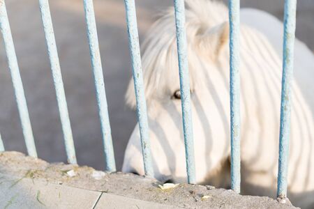 Zoo cage in which the animal.Zoo cage in which the animalの写真素材