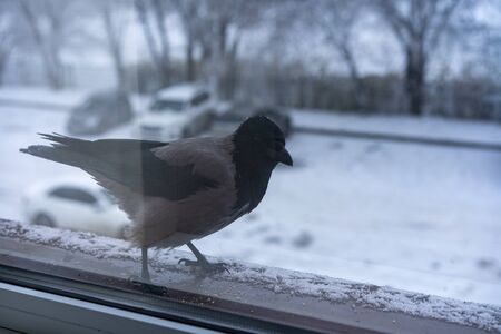 The crow outside the window looks inside.The crow outside the window looks insideの写真素材