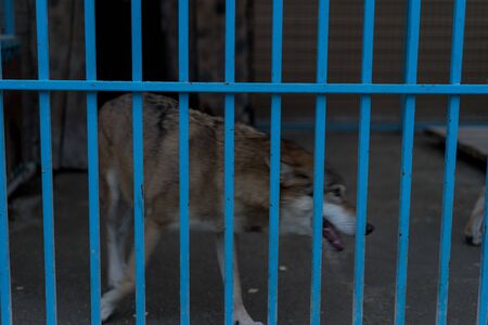 Wolf in a cage at the zoo.Wolf in a cage at the zooの写真素材