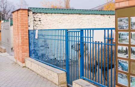 Camel in a cage at the zoo.Camel in a cage at the zooの写真素材