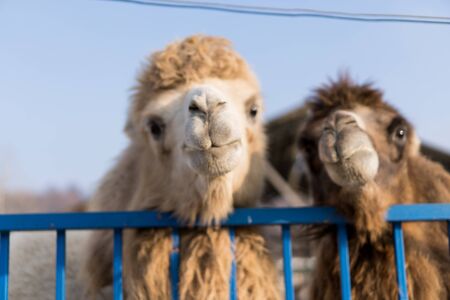 Camels peeping out of their cage.Camels peeping out of their cageの写真素材