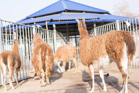 Llamas in the zoo are in their aviary.Llamas in the zoo are in their aviary.の写真素材