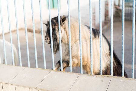 Goat peeps out of the cage.Goat peeps out of the cageの写真素材
