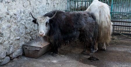 Yak in a cage at the zoo.Yak in a cage at the zooの写真素材