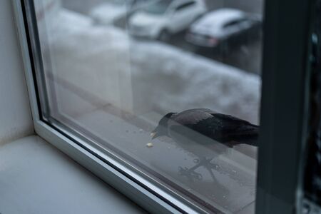 Crow eats in the winter outside the window.Crow eats in the winter outside the windowの写真素材