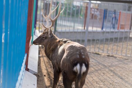Lattice behind which deer in captivity.Lattice behind which deer in captivityの写真素材
