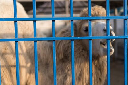 Zoo cage in which the animal.Zoo cage in which the animalの写真素材