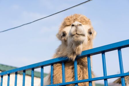 Camels peeping out of their cage.Camels peeping out of their cageの写真素材