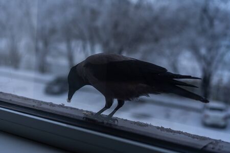 Crow eating outside the window in winterÑCrow eating outside the window in winterの写真素材