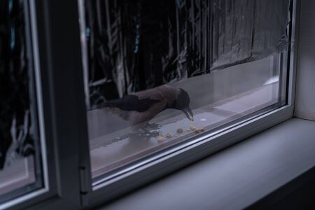 Crow eats in the winter outside the window.Crow eats in the winter outside the window