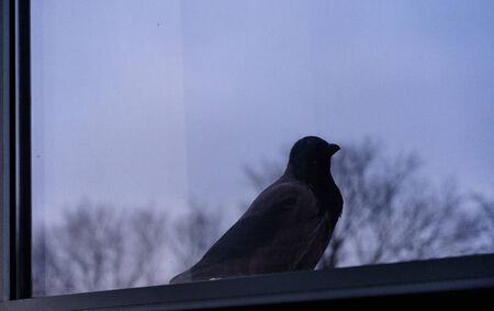 Crow is outside the windowの写真素材