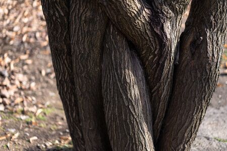 Interlaced tree on a blurred background