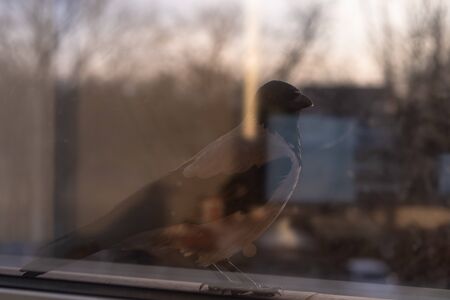 Crow is outside the windowの写真素材