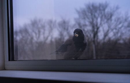 Crow is outside the windowの写真素材
