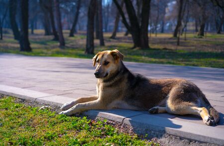 A dog resting on the streetの写真素材