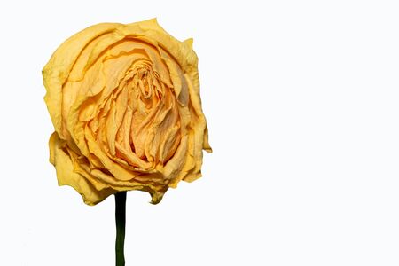 Wilted yellow rose on a white backgroundの写真素材