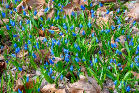 Scilla spring flowers grow through dry leaves