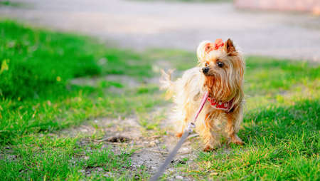 Yorkshire Terrier on a walk on a leash