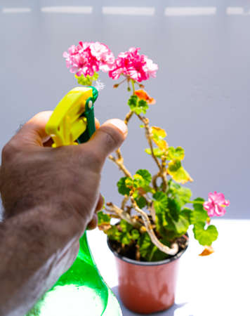 Spraying a flower from a spray bottleの写真素材