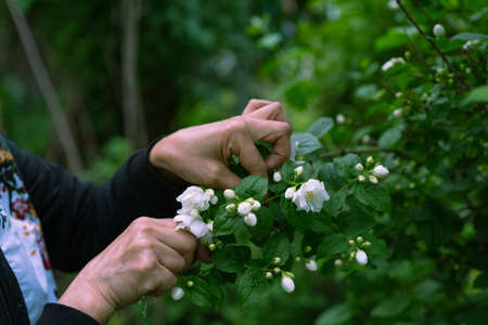 Jasmine bush growing in the gardenの写真素材