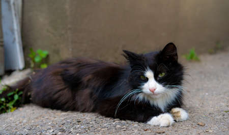Black and white cat lies on the ground