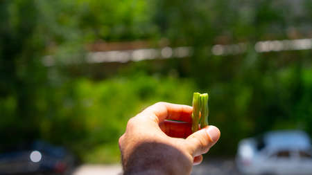 Beans in hands on a background of natureの写真素材