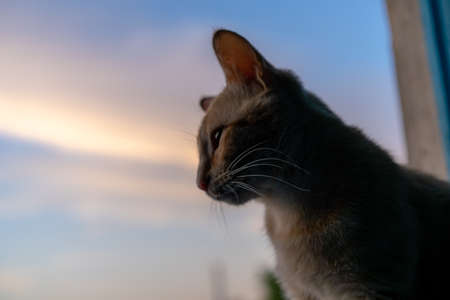 The cat sits on a background of the skyの写真素材