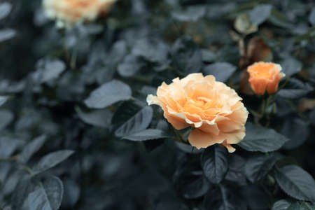 Blooming in the garden buds of yellow rosesの写真素材