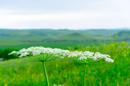Yarrow growing on a grass backgroundの写真素材