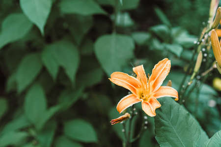Blooming yellow flower on a background of leavesの写真素材