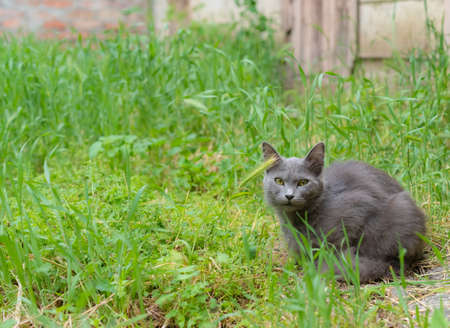 Stare of a homeless cat on a background of grassの写真素材