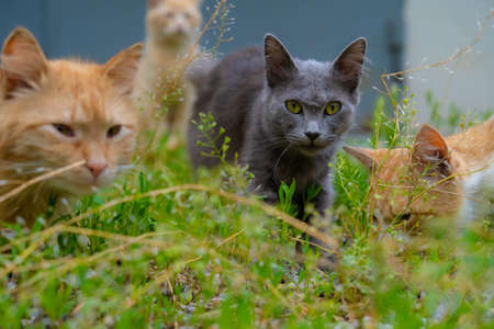 The stare of a stray catの写真素材