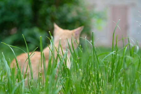 Silhouette of a cat sitting in the grassの写真素材