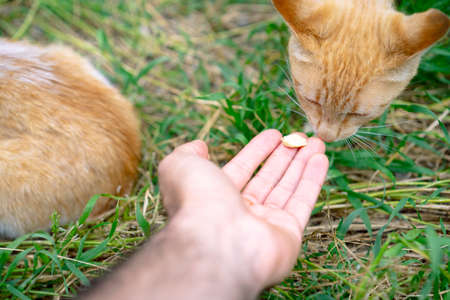 Homeless cat wants to eat while looking at food