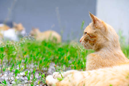 Red cat is watching other cats.の写真素材
