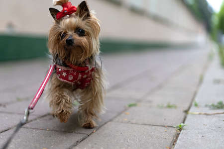 Yorkshire terrier on a leash for a walkの写真素材