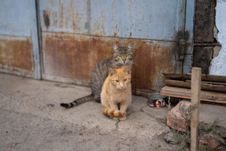 Two cats are sitting on the ground.