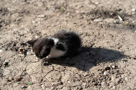 Little kitten alone on the streetの写真素材