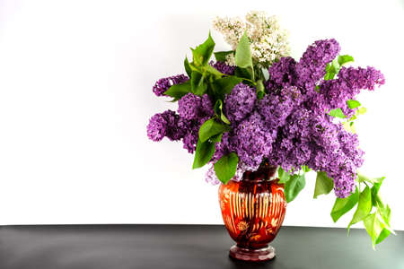 Blossoming branch of lilac on a white backgroundの写真素材