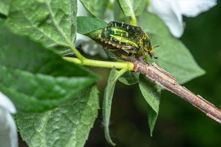 Melolontha sits on a jasmine flower