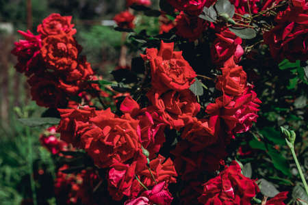 Growing bush of a blooming rose