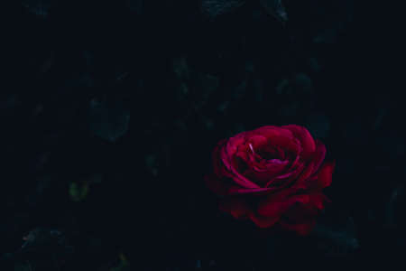 Red rose on a background of rose leavesの写真素材