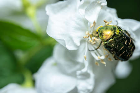 Cetoniinae sits on a jasmine flowerの写真素材
