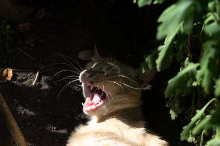 Cat yawns in the shade of the sun