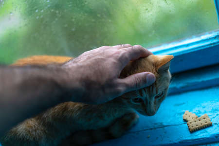 Man caresses a stray cat with his handの写真素材