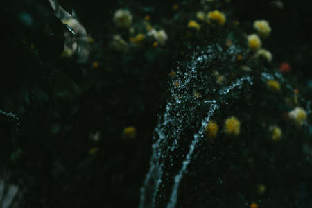 A stream of water watered flowers